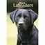 Labrador Retriever nero A5 Agenda 2025