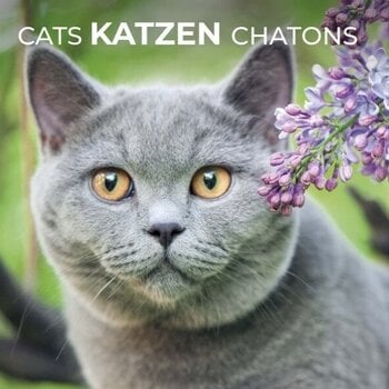 Katzen