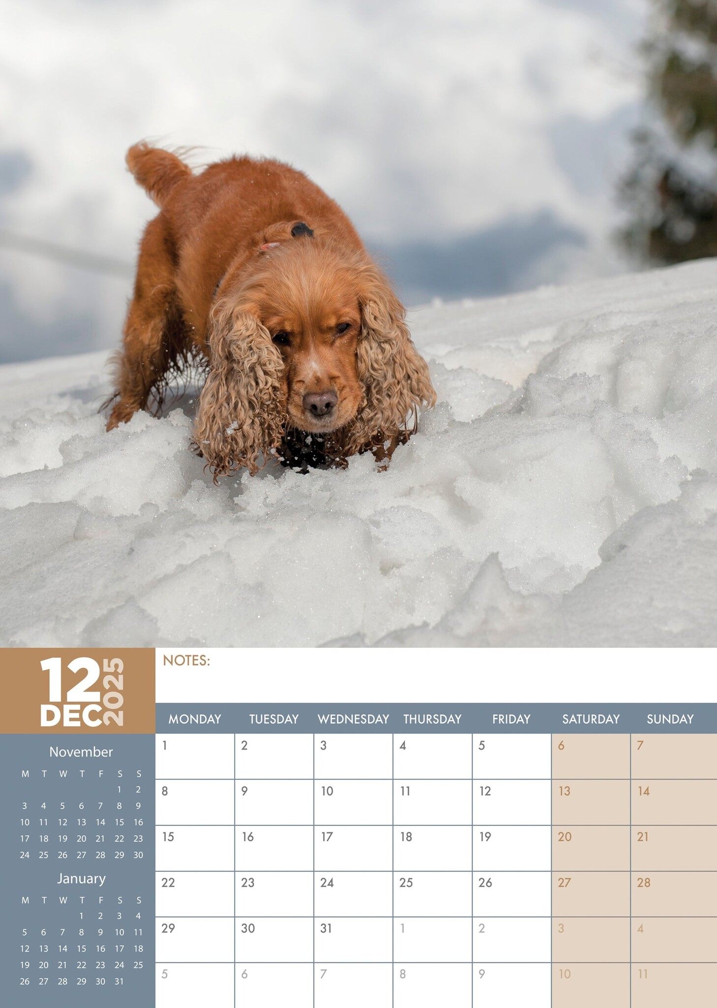 Buy English Cocker Spaniel A3 Calendar 2025? Order easily