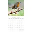 Birds Calendar 2025