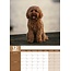 Cavoodle A3 Calendar 2025