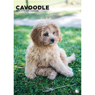 CalendarsRUs Cavoodle A3 Calendar 2025