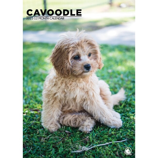 Cavoodle A3 Calendrier 2025