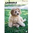 Cavoodle A3 Calendar 2025