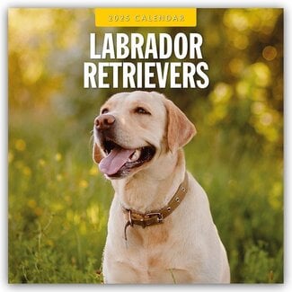 Red Robin Calendario del Labrador Retriever 2025