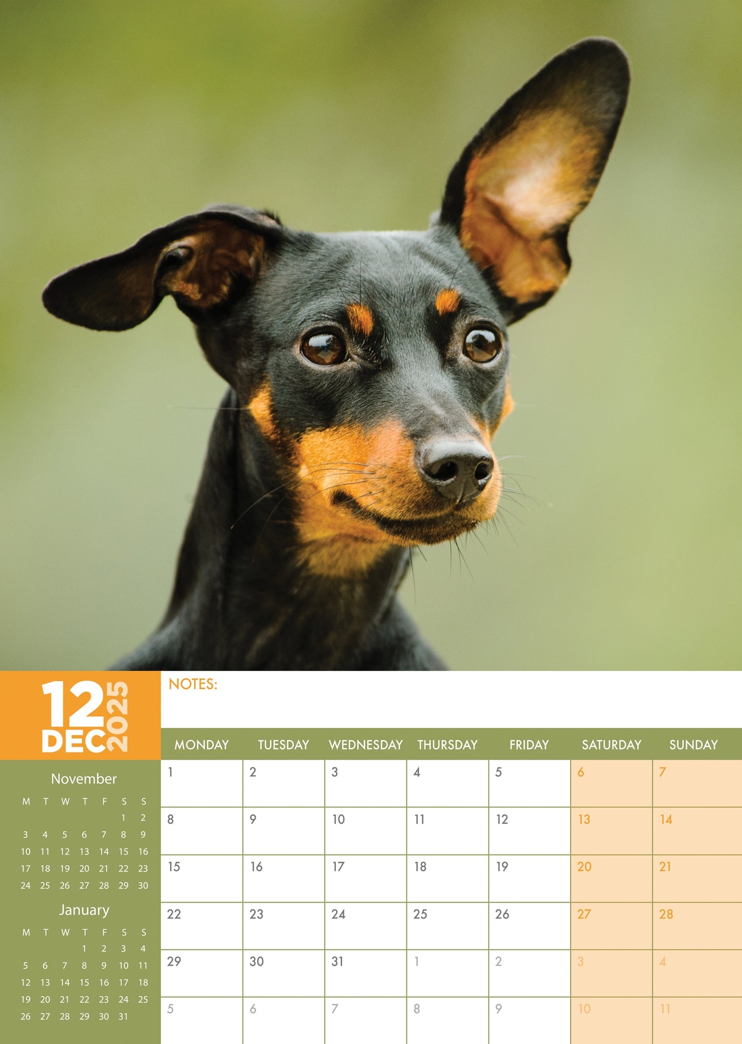 Miniature Pinscher A3 Calendar 2025 Buy? Order easily and quickly