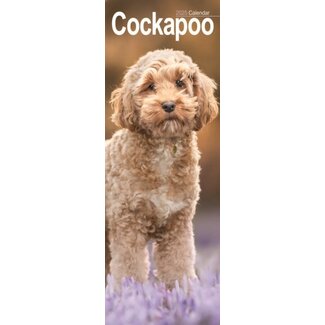 Avonside Cockapoo Kalender 2025 Slim