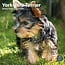 Calendrier Yorkshire Terrier 2025