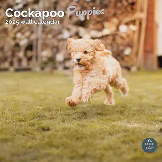 Baker & Bray Cockapoo Puppies Kalender 2025