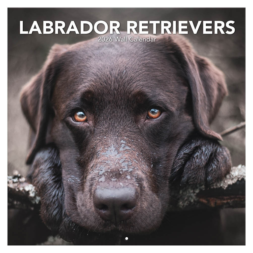 Buy Labrador Retriever Calendar 2026? Order easily online