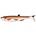 QUANTUM SPECIALIST YOLO PIKE SHAD 22cm RAINBOW TROUT