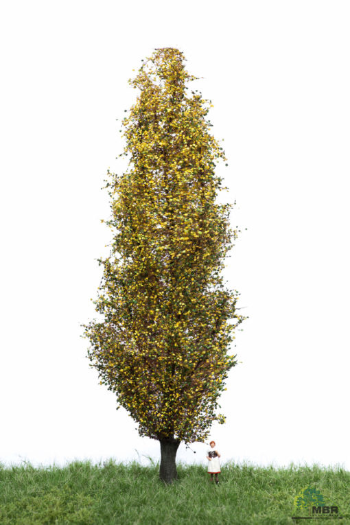 MBR model Italiaanse populier herfst