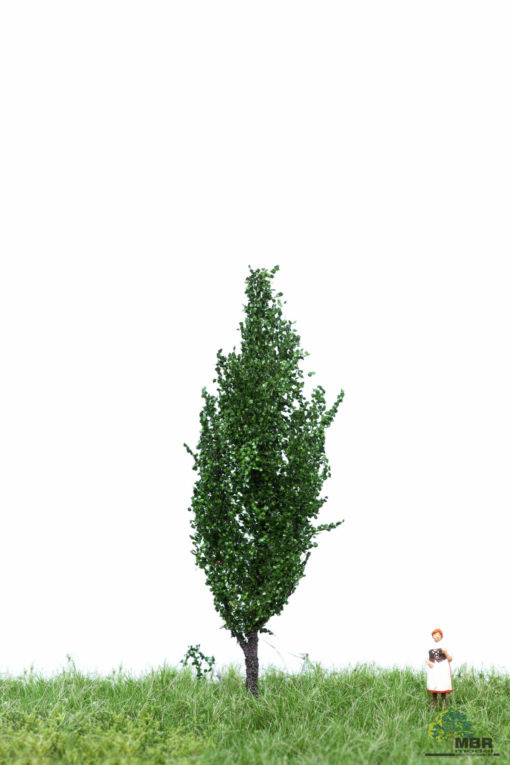 MBR model Italiaanse populier