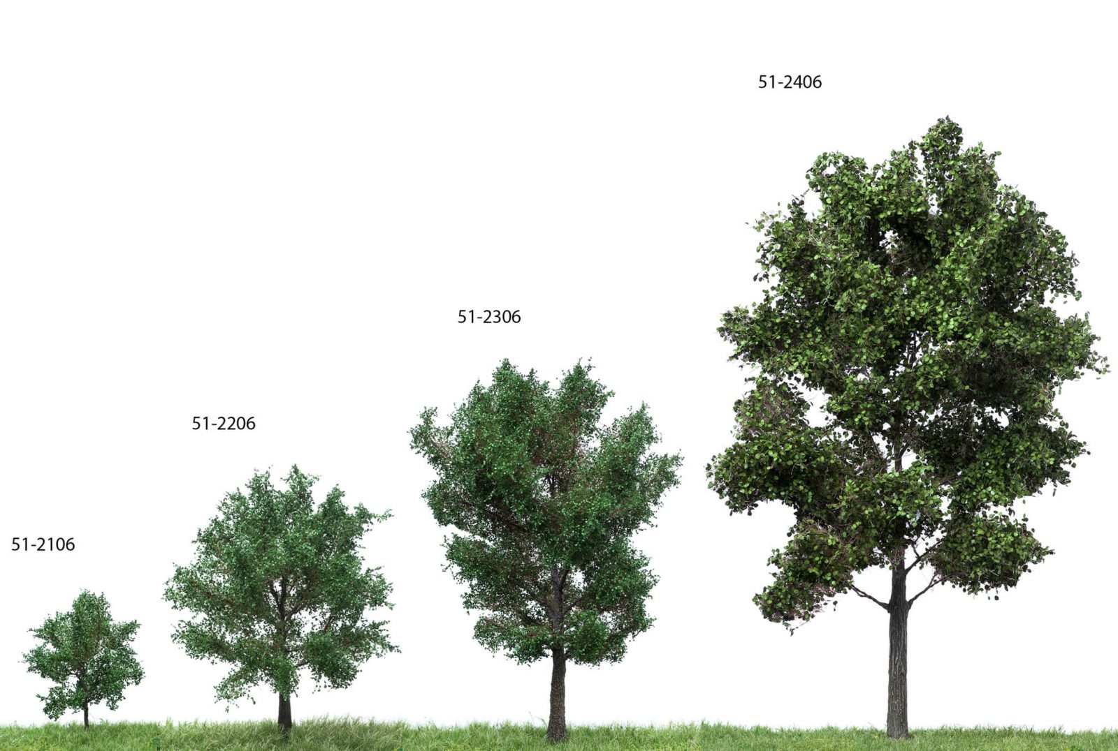MBR model Canadese populier herfst