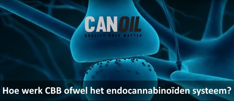 Hoe werk CBB ofwel het endocannabinoïden systeem?