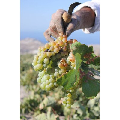 Assyrtiko