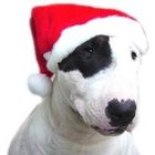 Dog Santa Hat