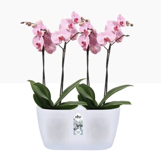 Elho 2024 Brussels Orchidee Duo -  25 x 13 x 12 cm