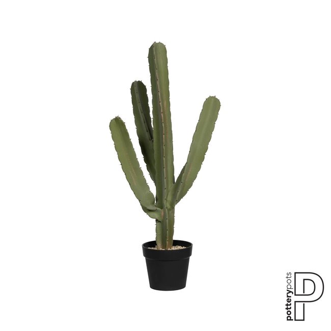 Cactus Cereus