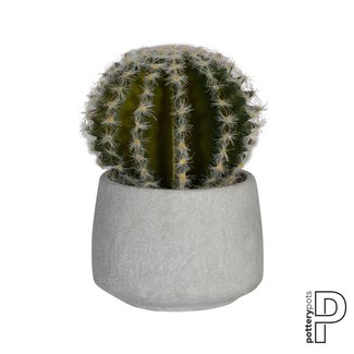 PotteryPots Cactus in cement pot