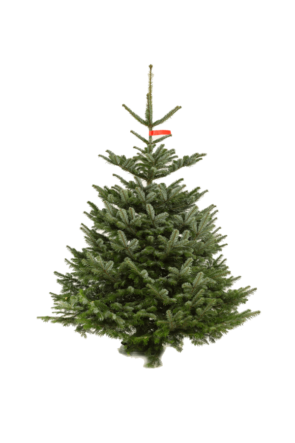 Kerstboom Nordmann in pot 200/250 cm