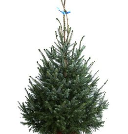 Kerstboom Omorica pot 150/175