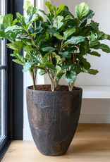 Pottery Pots Ficus Lyrata