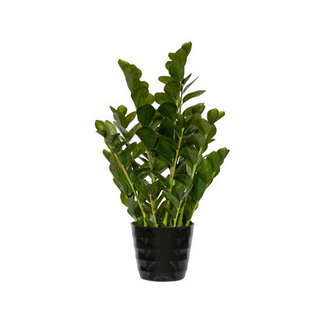 PotteryPots Zamioculcas M,  hoogte 90 cm