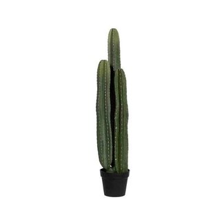 PotteryPots Cactus San Pedro hoogte 100 cm