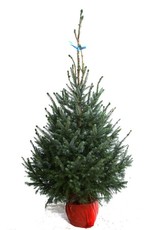 Kerstboom Omorica pot gekweekt 125/150