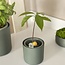 Amazing Avocado pot