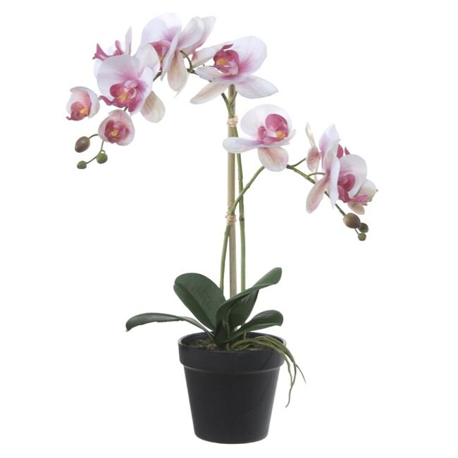 Phalaenopsis licht roze