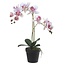 Phalaenopsis licht roze