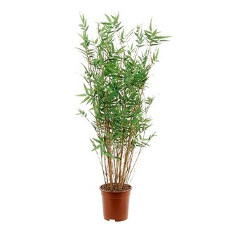 LM international Bamboe oriental 100 cm groen