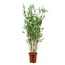 Bamboe oriental 100 cm groen