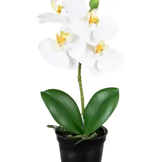 LM international Phalaenopsis wit 33cm