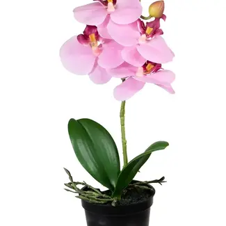 LM international Phalaenopsis roze 33cm
