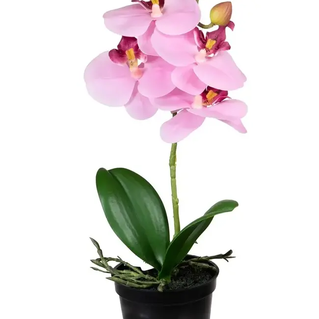 Phalaenopsis roze 33cm