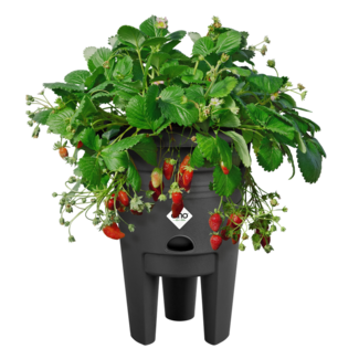 Elho 2024 Green Basics aardbeienpot 33cm