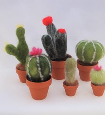 De Wolshoop Cactus