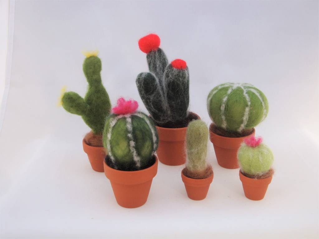 De Wolshoop Cactus