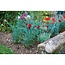 Silverline Planten Steunring - Hoogte 45 cm met 14, 16 en 18 cm Ring