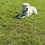 Pro Plus Aanlegspiraal - Hondenpen met Handvat en Ring - Lengte 40 cm