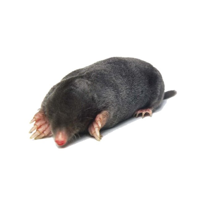 Benson Diervriendelijke solar mollenverjager - 500 m² bereik - 25.5 cm - weerbestendig