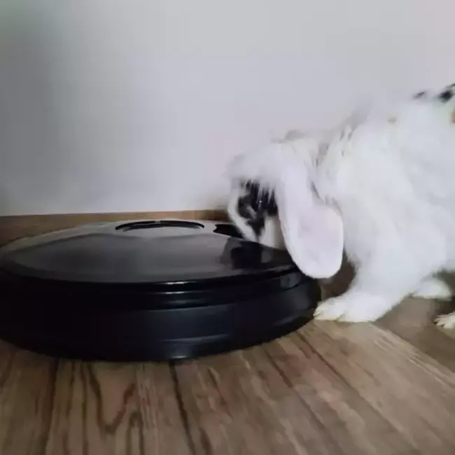 Purlov Automatische Voerbak - Perfecte Voedingsoplossing voor Uw Huisdier