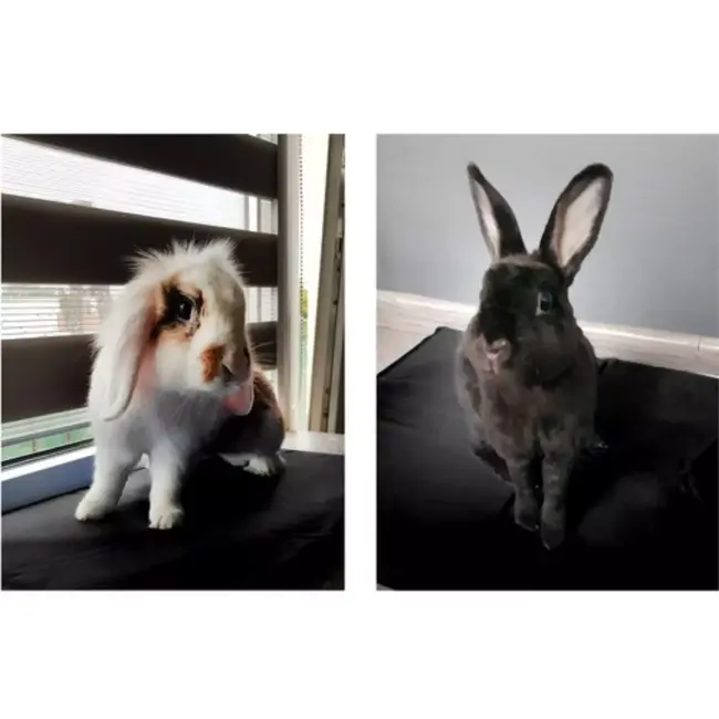 Purlov Verkoelende Gelmat voor Huisdieren - Ideaal voor Warme Dagen