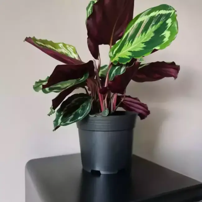 Gardlov Production Pot Set van 500 - Duurzame en Flexibele Tuinpotten