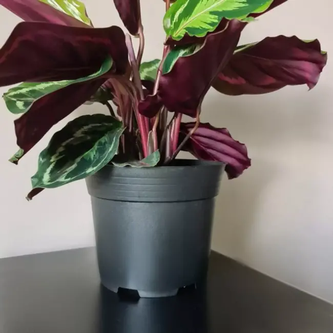 Gardlov zwarte productiepotjes Ø16cm, hoogte 13cm, 2 liter kunststof plantenpotten set 20 stuks