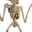 Malatec Vleermuis Skelet - Griezelige Halloween Decoratie - 30cm - Realistisch Ontwerp