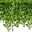 Gardlov Kunstmatige Klimop-Slinger 50.4m - Perfect voor Muur en Balkon Decoratie (24 x 2.1 meter)